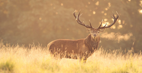Wall Mural - red deer in morning sun