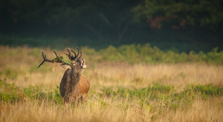Wall Mural - red deer stag calling