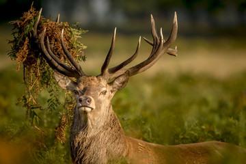 Wall Mural - red deer stag looking at the camera