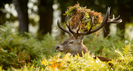Wall Mural - red deer stag