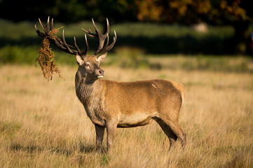 Wall Mural - red deer stag
