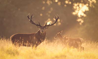 Wall Mural - red deer stag in the golden morning light