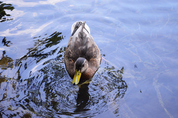 duck in lake