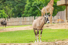 Oryx Gazella In Zoo.