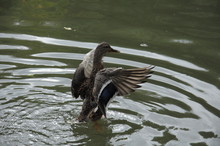 Duck Flapping Wings In Water