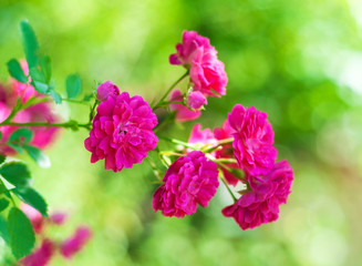 Canvas Print - Pink roses