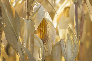 ripe corn before harvest