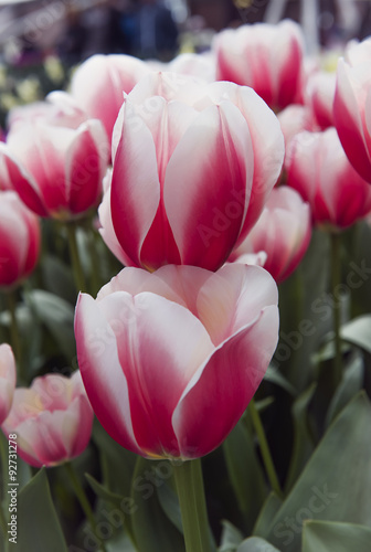 Naklejka - mata magnetyczna na lodówkę Keukenhof, the Netherlands