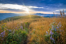 The Ancient Blue Ridge Mountains Come Alive When The Morning Sun Rises Over The Roan Mountain Highlands Exposing The Beautiful Wildflowers.
