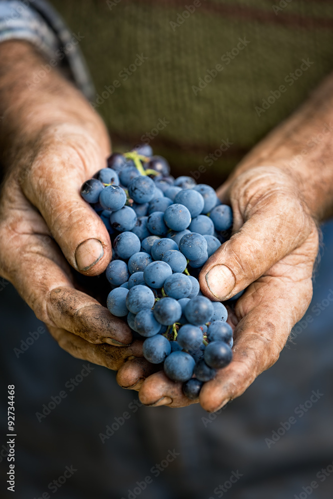 Photo Farmers hands with cluster of grapes