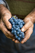 Farmers Hands With Cluster Of Grapes