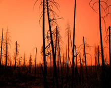 Red Sunset Forest Fire Damage