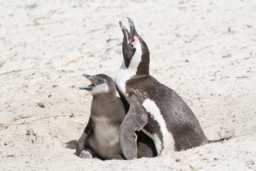 mother and chicken penguin in national park colony south africa