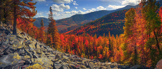 Birch trees on the rocks