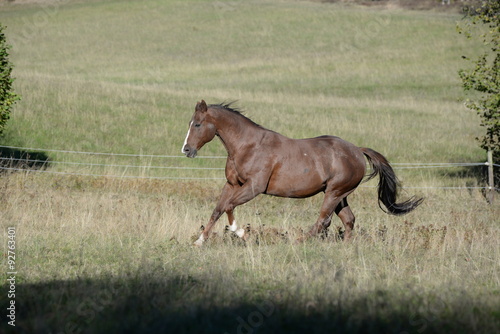 Fototapeta na wymiar Lebensfreude, galoppierendes Pferd