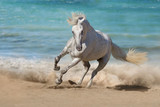 Fototapeta Konie - Beautiful horse run along the shore of the sea