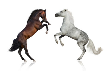 Wall Mural - Two stallion rearing up on white background