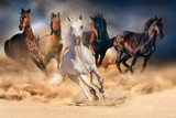 Fototapeta Konie - Horse herd run in desert sand storm against dramatic sky