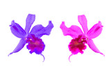 Fototapeta Motyle - Cattleya orchid