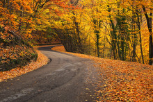 Road In Autumn Forest. Autumn Landscape
