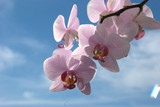 Fototapeta Storczyk - orchidea