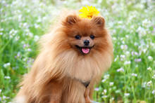 Portrait Of Cute Pomeranian Dog. Autumn Dog. 