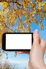 Poster - smartphone and birch twigs with autumn leaves