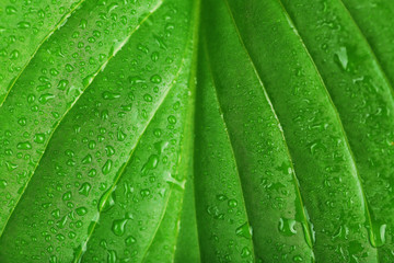 Sticker - Fresh green leaf with drops, close up