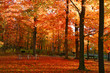 Fall foliage in park in Pennsylvania