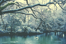 Swan Lake Japan Winter Concept