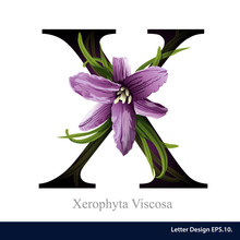Letter X Vector Alphabet With Xerophyta Viscosa. ABC Concept Typ