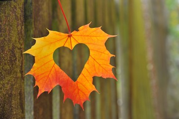 Wall Mural - Heart in autumn leaf on a background of picket fence.