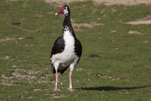 Portrait Of A Spur-winged Goose, Plectropterus Gambensis