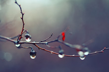 Rain Drops On A Branch