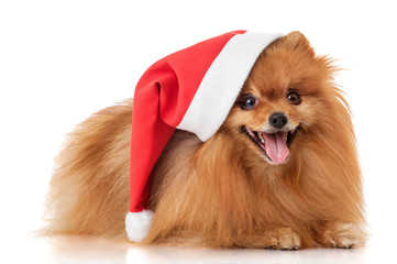 Canvas Print - Dog spitz in a Santa Claus hat