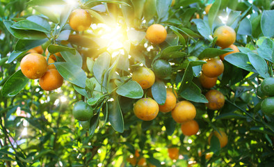 Orange tree