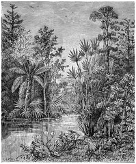 Wall Mural - plant landscape of the cretaceous period, bohemia, vintage engra