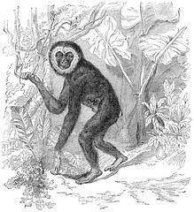 Sticker - Gibbon, vintage engraving.