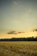 Wall Mural - Beautiful nature - harvested wheat field under majestic evening