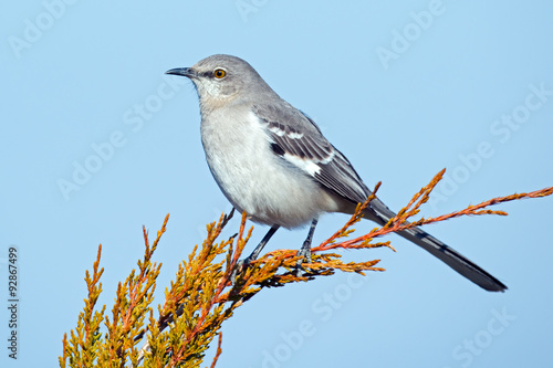 Fotografía Northern Mockingbird in a tree