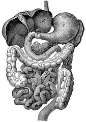 Wall Mural - digestive tract of humans, vintage engraving.