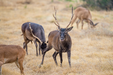 Wall Mural - Sika Deer