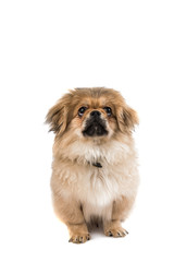 Wall Mural - Pekingese