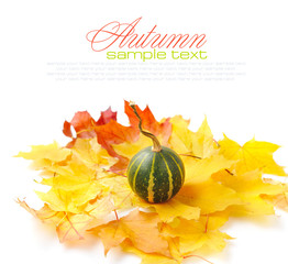 Sticker - Mini pumpkins on autumn leaves on a white background