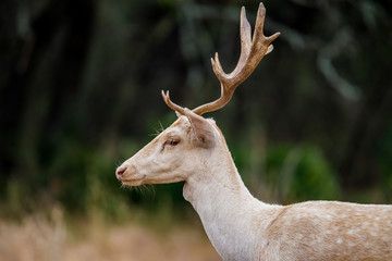 Wall Mural - White Fallow Deer Close Up