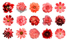 Mix Collage Of Natural And Surreal Red Flowers 15 In 1: Dahlias, Primulas, Perennial Aster, Daisy Flower, Roses, Peony Isolated On White