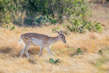 Wall Mural - Spotted Fallow Deer Fawn