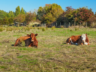 Two cows lying in the grass