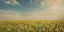 Vintage Sunflower Field