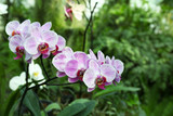 Fototapeta Storczyk - Colorful fully grown orchids in greenhouse